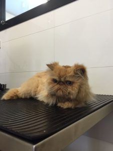 Cute Cat — Sandy Bay, TAS — Sandy Bay Holistic Vet
