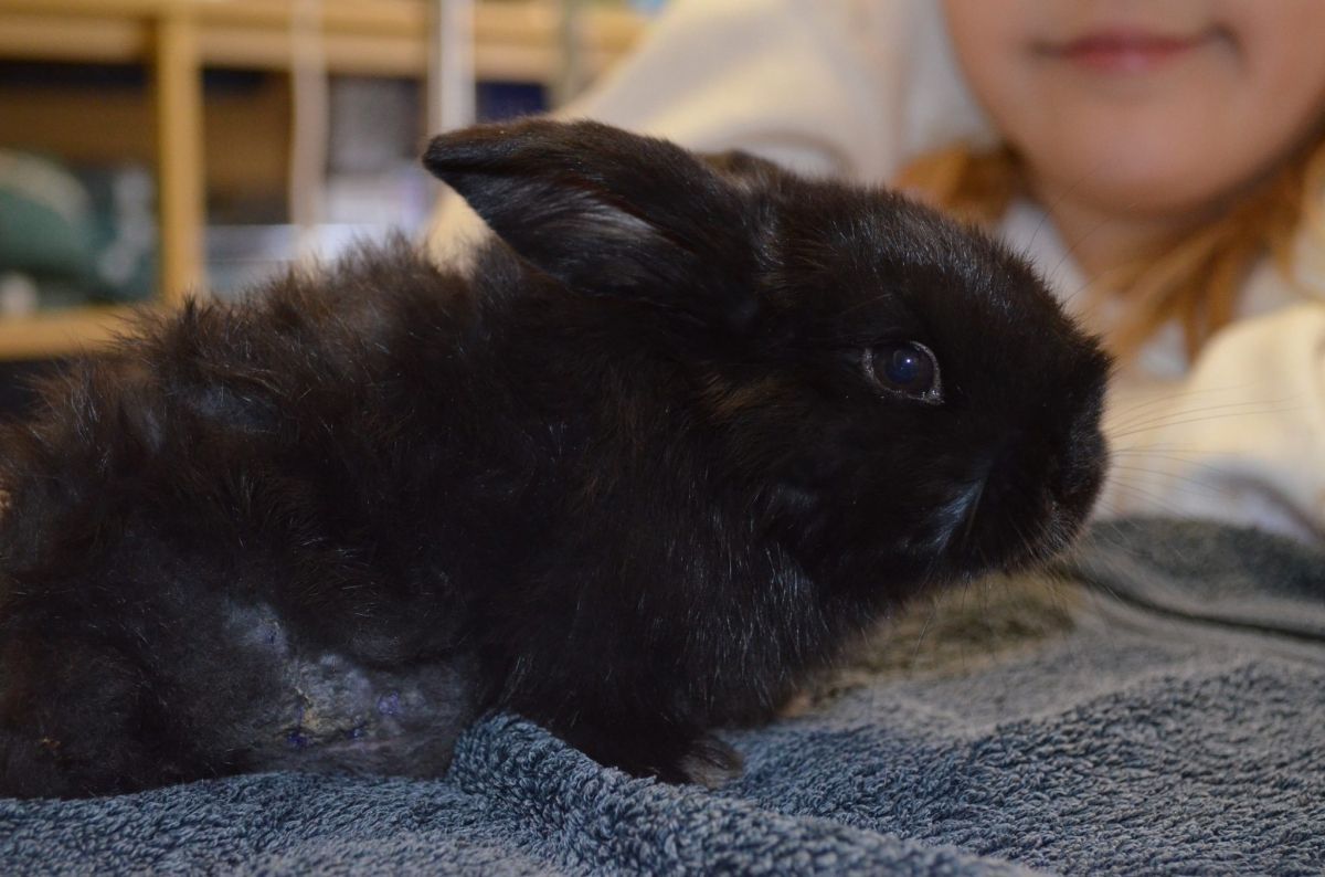Black Rabbit Laying on a Blue Blanket — Sandy Bay, TAS — Sandy Bay Holistic Vet