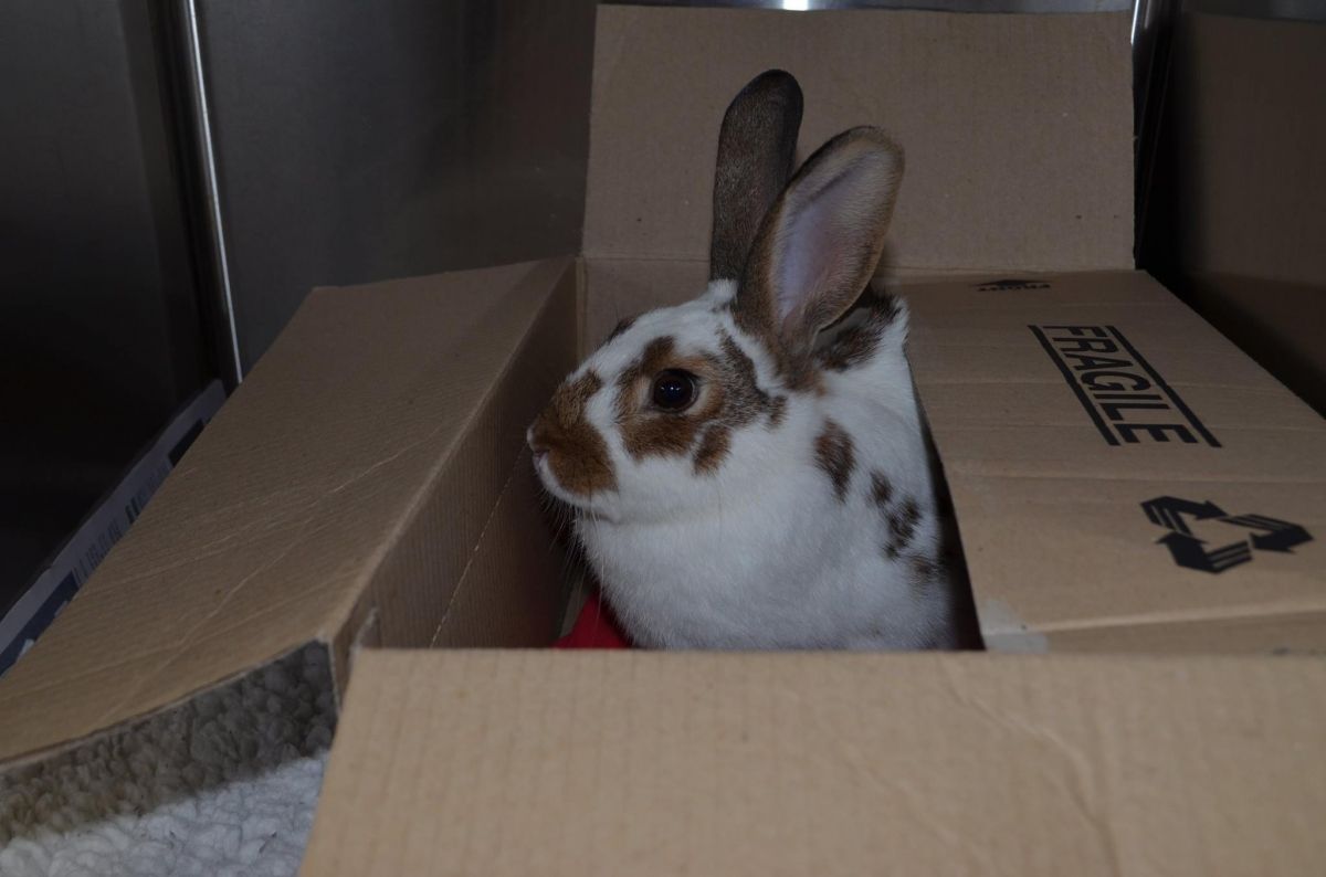 Brown and White Rabbit in a Cardboard Box — Sandy Bay, TAS — Sandy Bay Holistic Vet