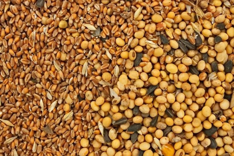 animals seed