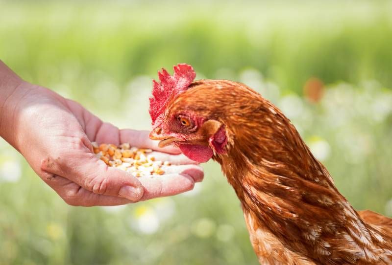 animals food