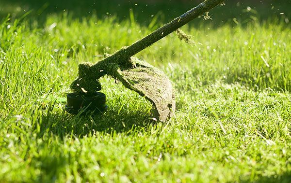 hedge trimming