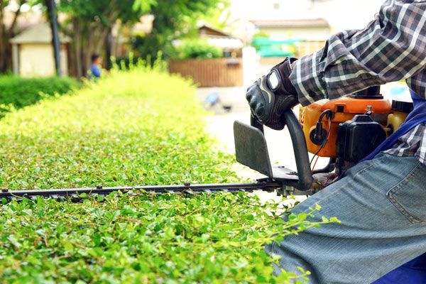 hedge trimming
