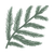 white pine leaves icon