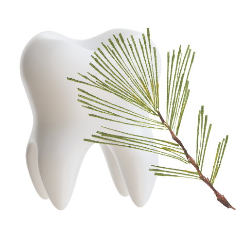 White tooth with green pine sprig on a transparent background
