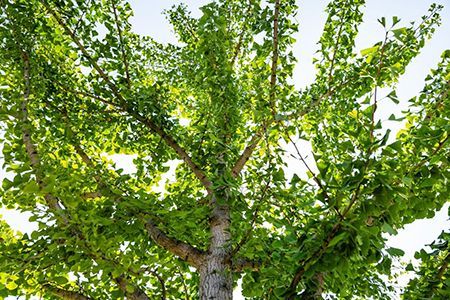 Looking up at a tree with lots of green leaves against a blue sky.