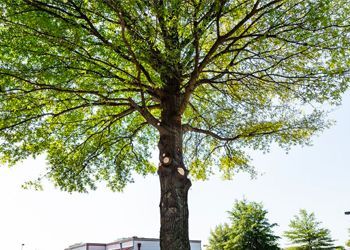 A large tree with lots of leaves is in front of a building.