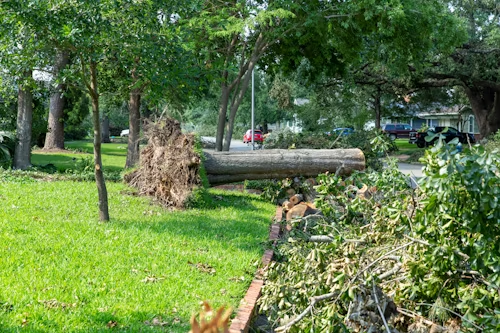 downed tree in yard