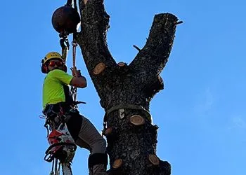A climber in a neon yellow shirt and safety gear suspended in a tree against a blue sky, using a chainsaw to remove limbs.