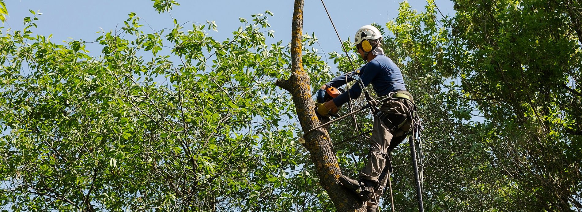 Arborist trimming a tree branch high in a leafy grove using a safety harness and chainsaw