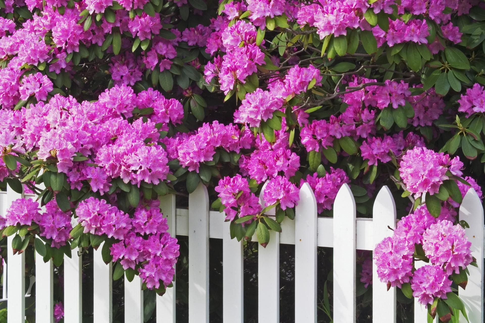 Pink rhododendrons bloom over a white picket fence.