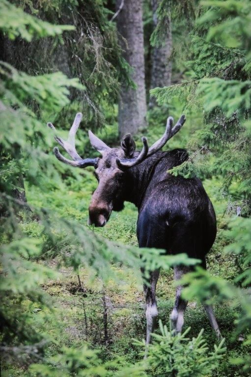 Ein Elch steht mitten im Wald.