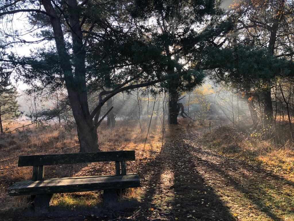 Een houten bank staat in een zonovergoten bos. Zonnestralen schijnen door de bomen en verlichten het pad.