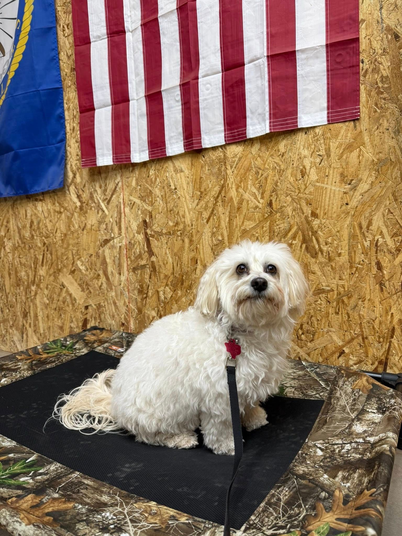 White, fluffy dog sits on a camouflage bed with an American flag and wood paneling in the background.