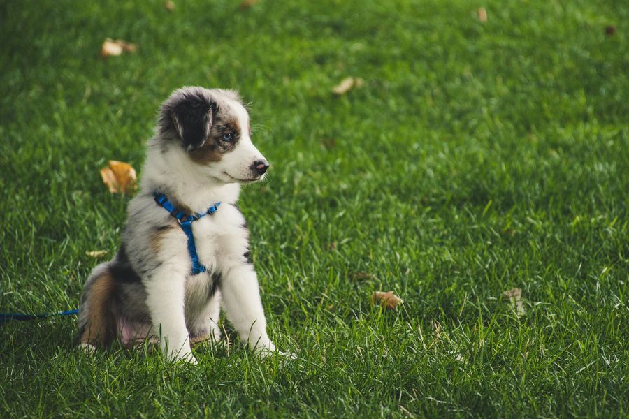 Puppy with blue harness sits in green grass, looking off to the side.