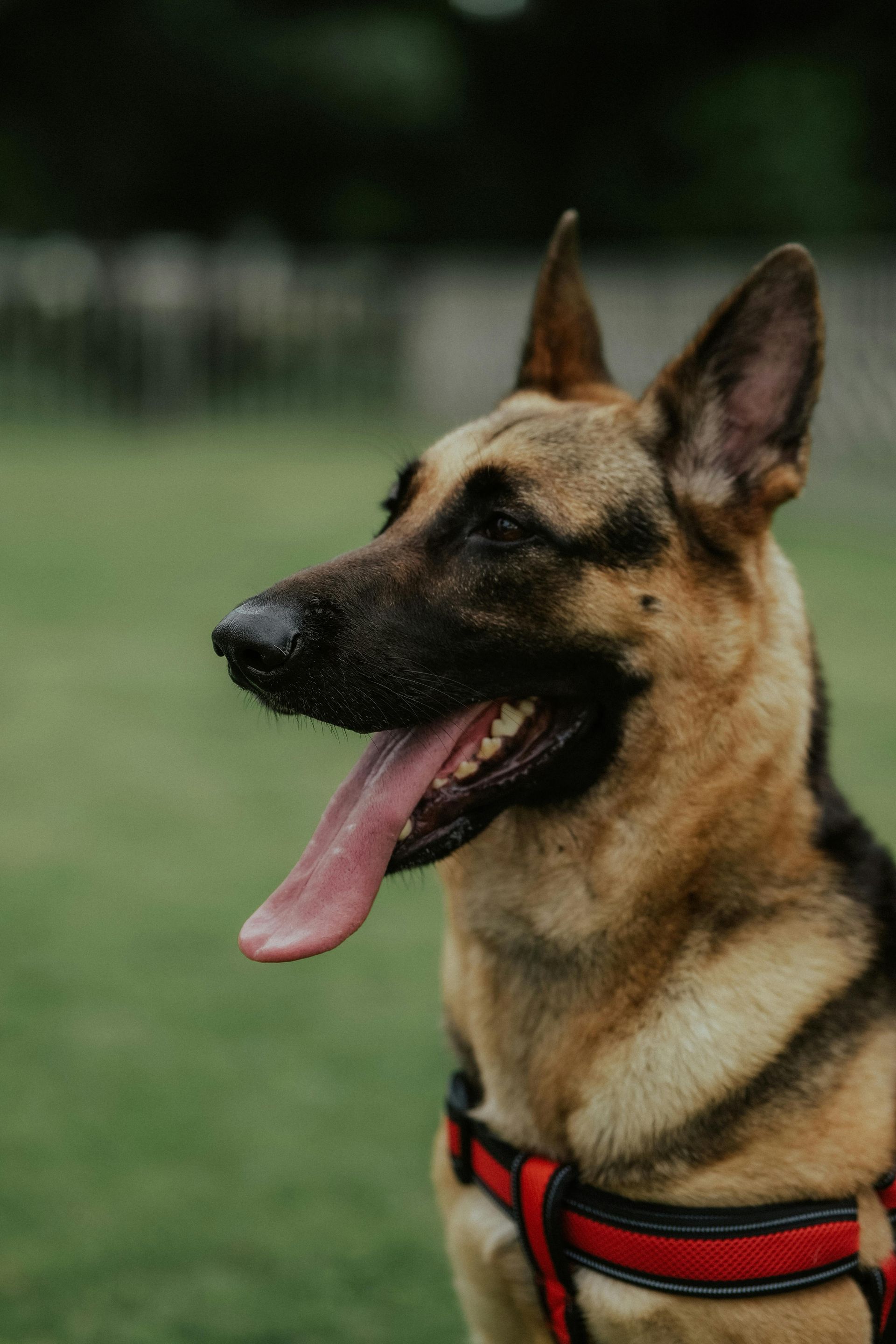 German Shepherd dog panting, wearing a red harness, with a green background.