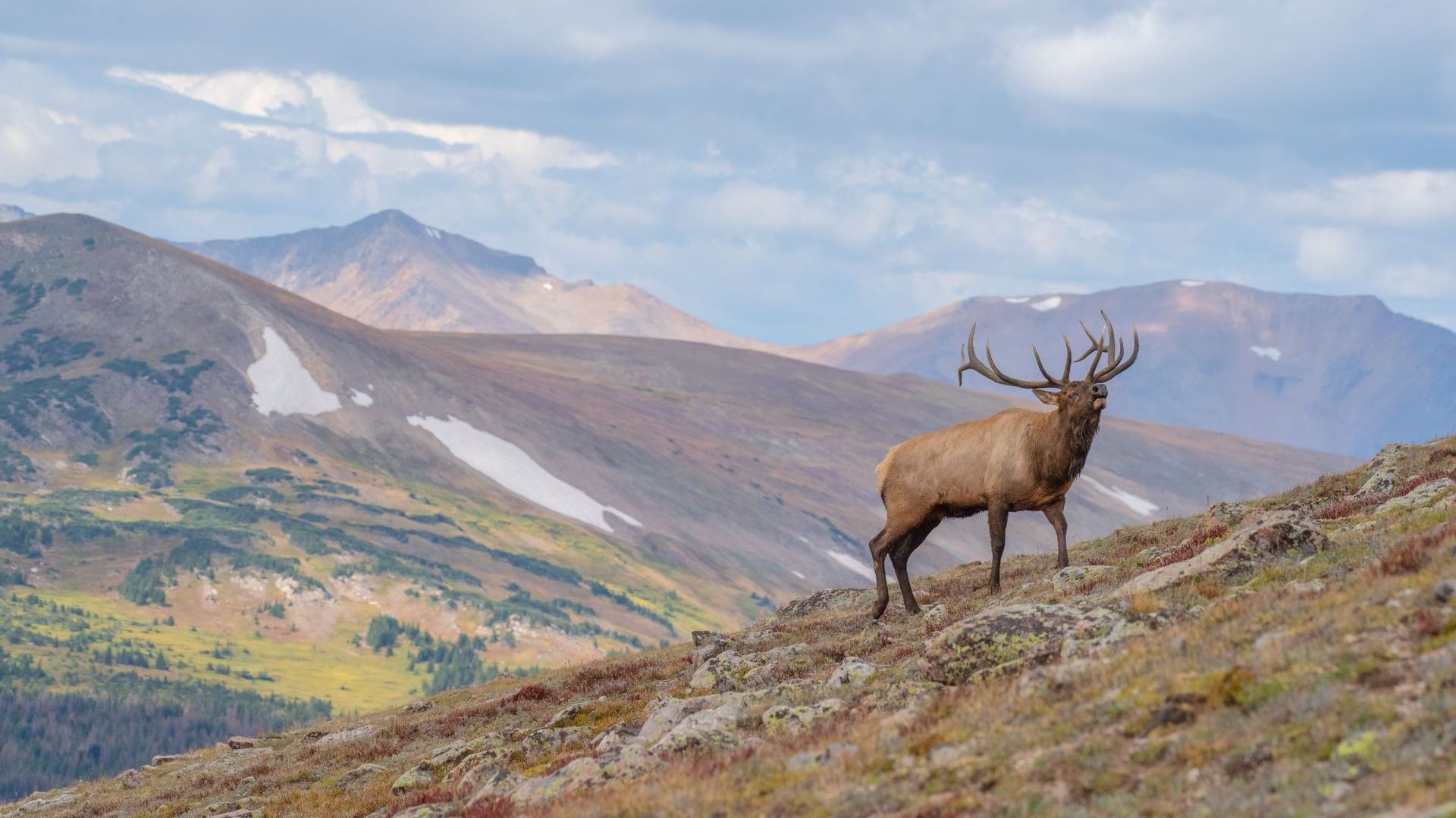 A large elk standing on top of a hill in the mountains.