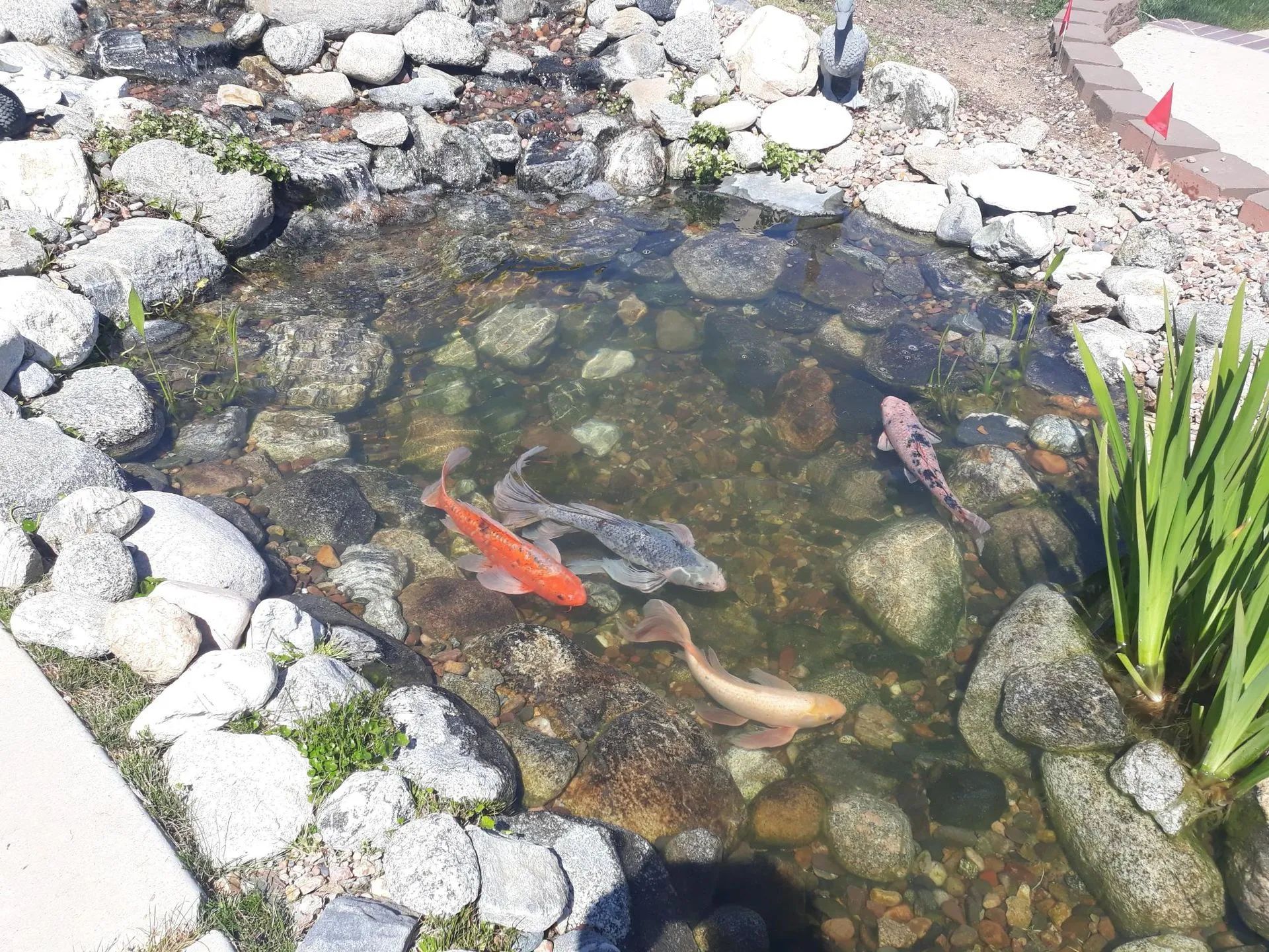 Small garden pond with orange and pale koi fish among rocks and plants.