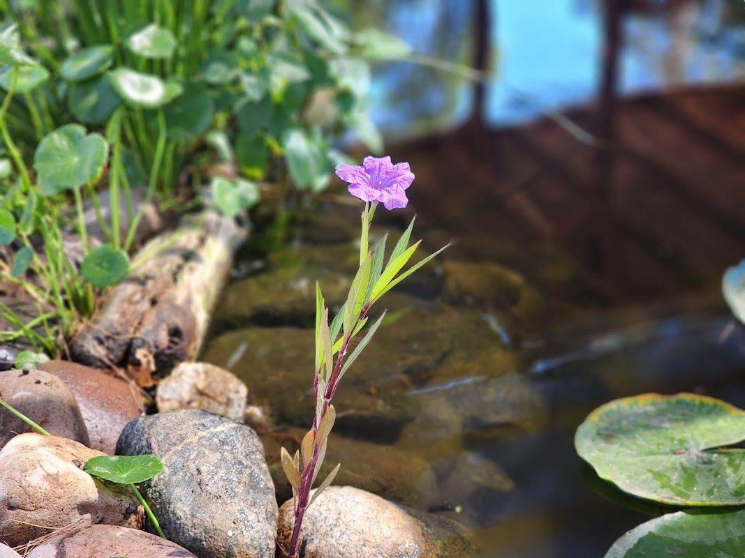 A small purple flower is growing out of a rock in a pond.