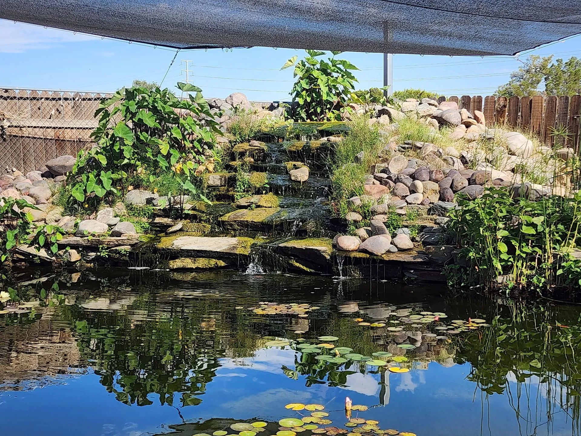 Water garden with stepping stones, lush green plants, and a reflective pond under shade netting.