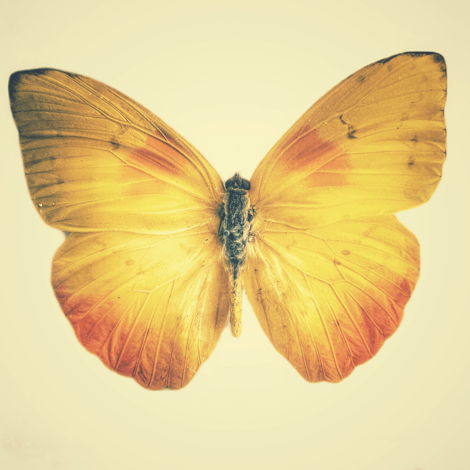 Golden-yellow butterfly with open wings on a pale background