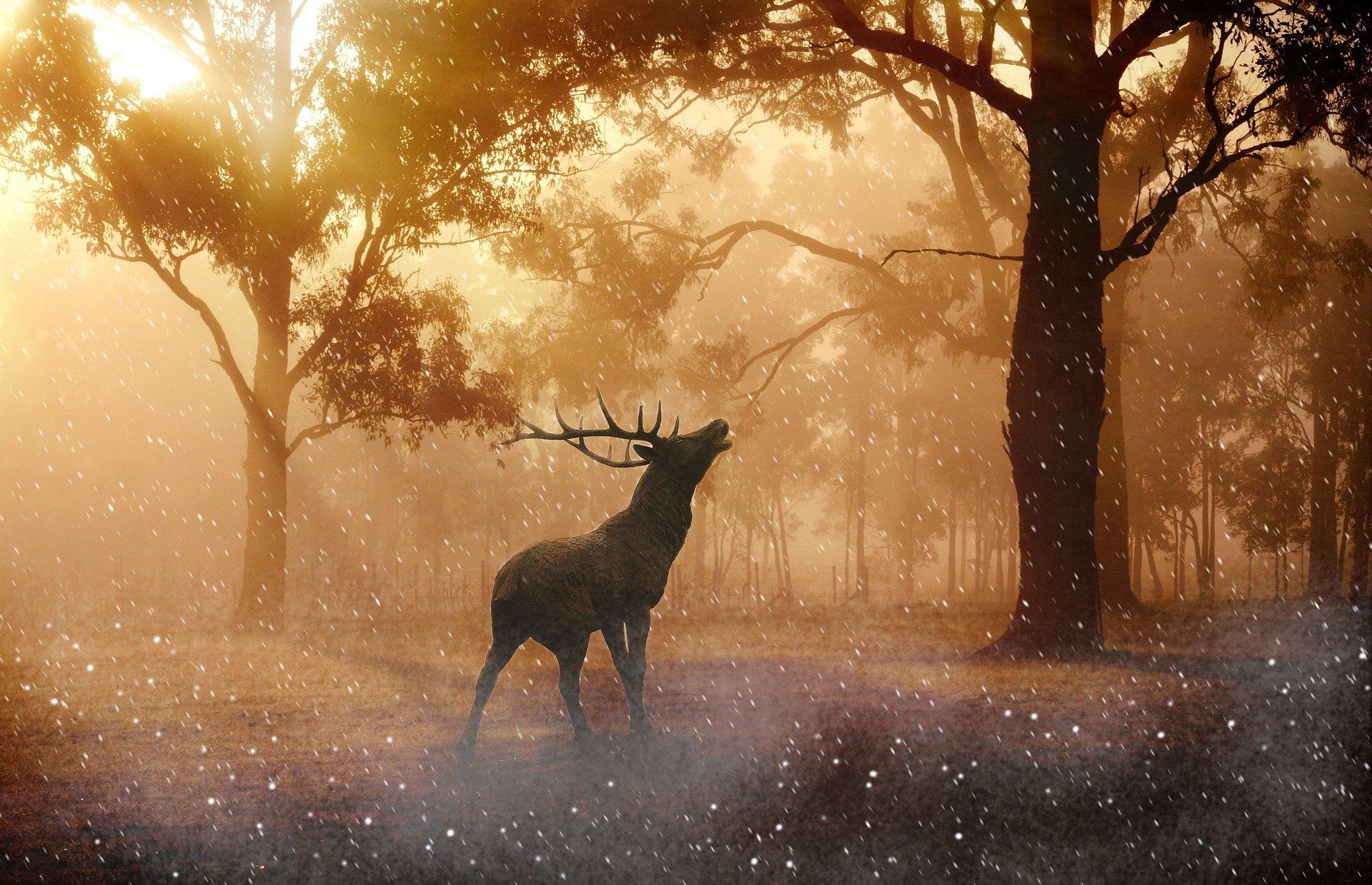 Silhouette of a stag in a misty forest at sunrise, with warm golden light filtering through the trees