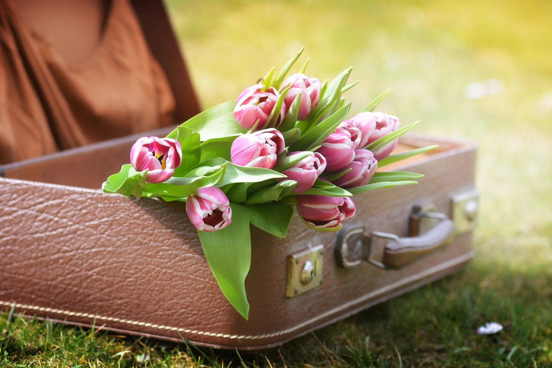 Pink tulips resting on a vintage suitcase on grass outdoors