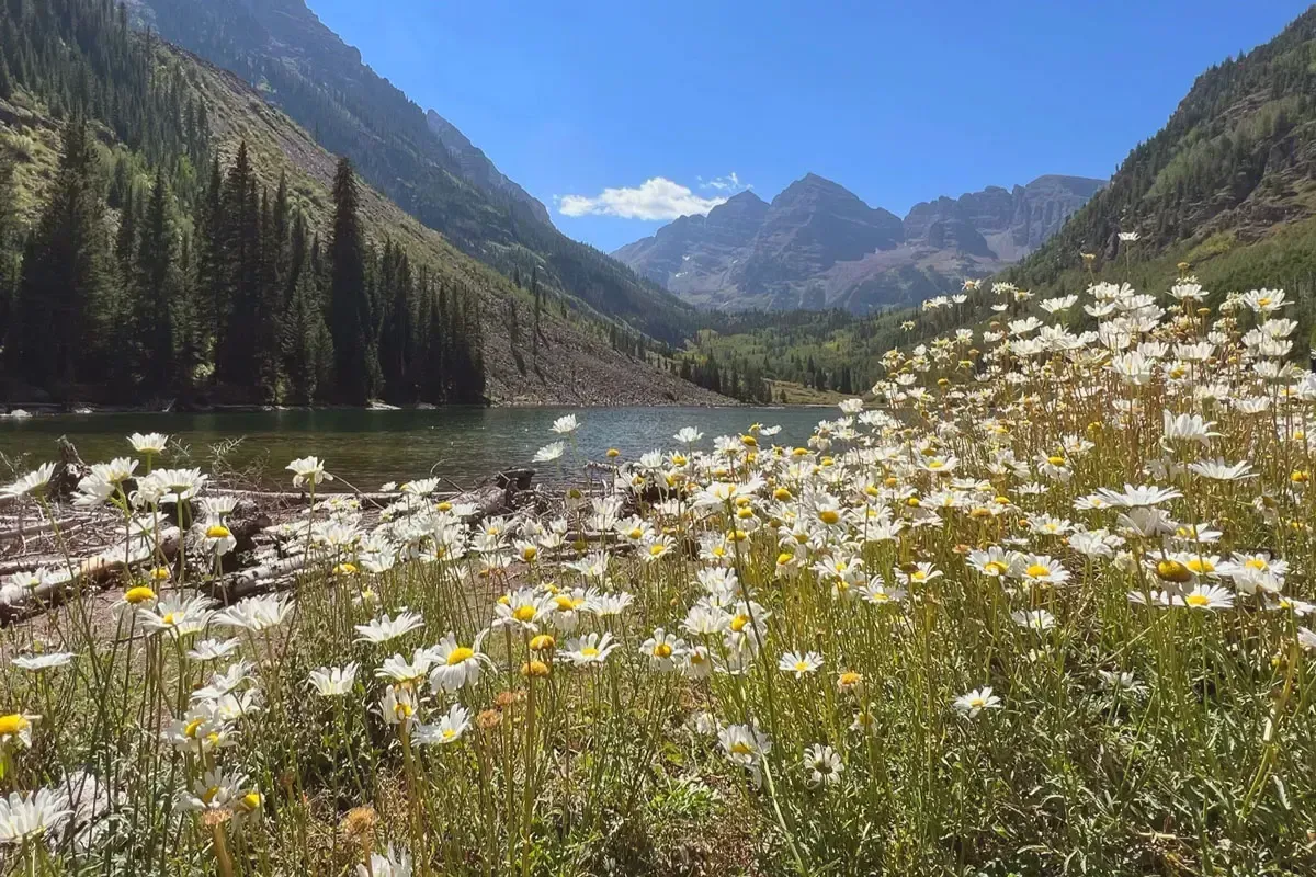 A sunny mountain landscape with white wildflowers in the foreground and a calm lake nestled between towering peaks.