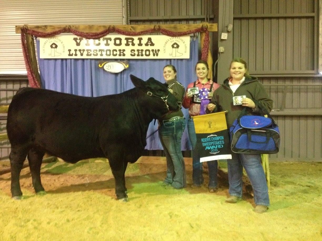 Three women are standing next to a black cow in front of a sign that says victoria livestock show