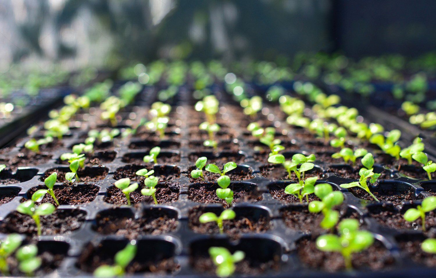 AZ™ Seedling Booster