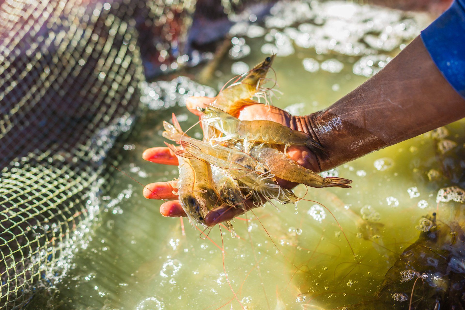Perfect aquaculture additive