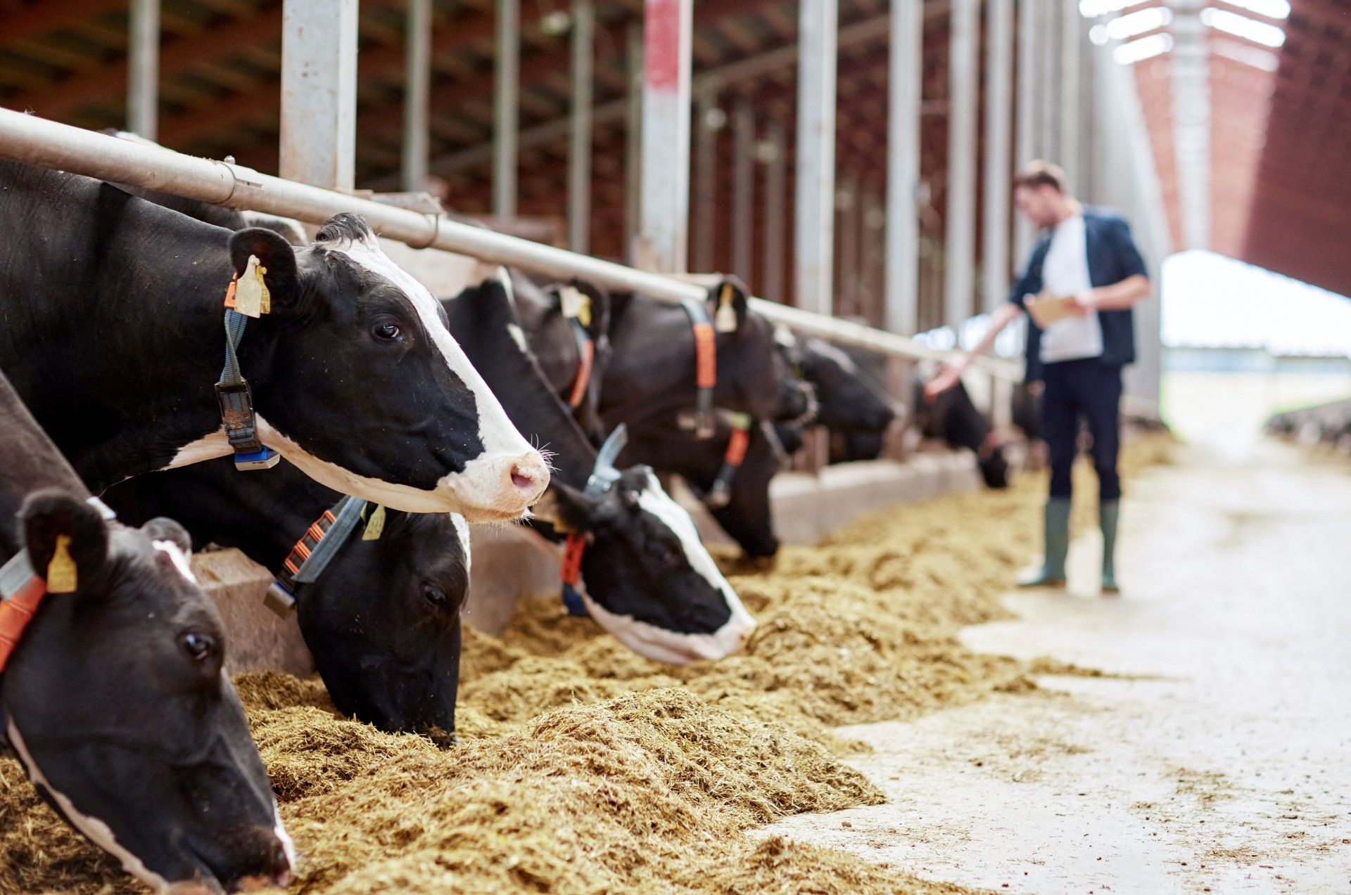 Wide ranging feed additive for better health.