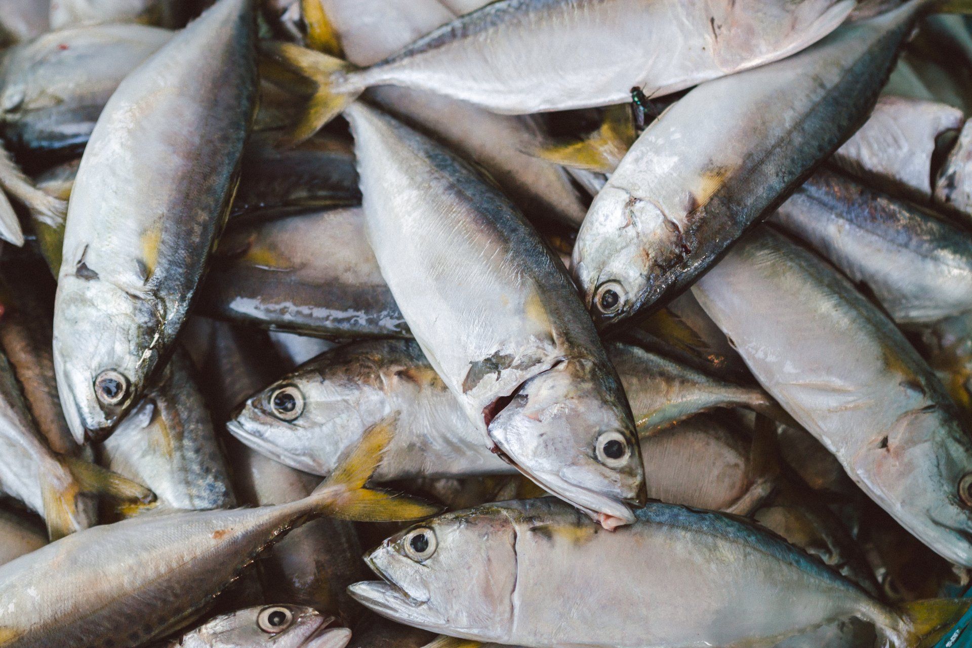 Perfect aquaculture additive