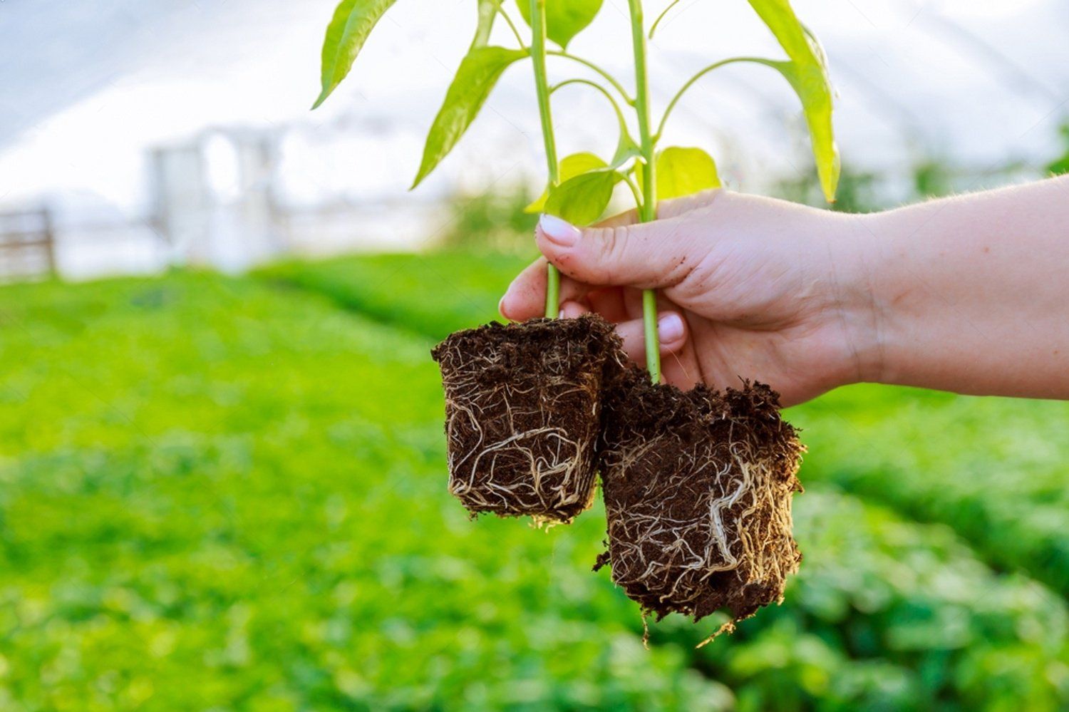 AZ™ Seedling Booster