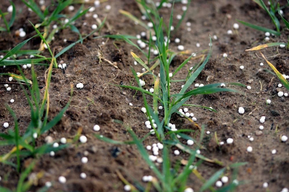 A Close Up Of A Lawn With Fertilizer On It — Mudgeeraba Landscape Centre In Springbrook, QLD