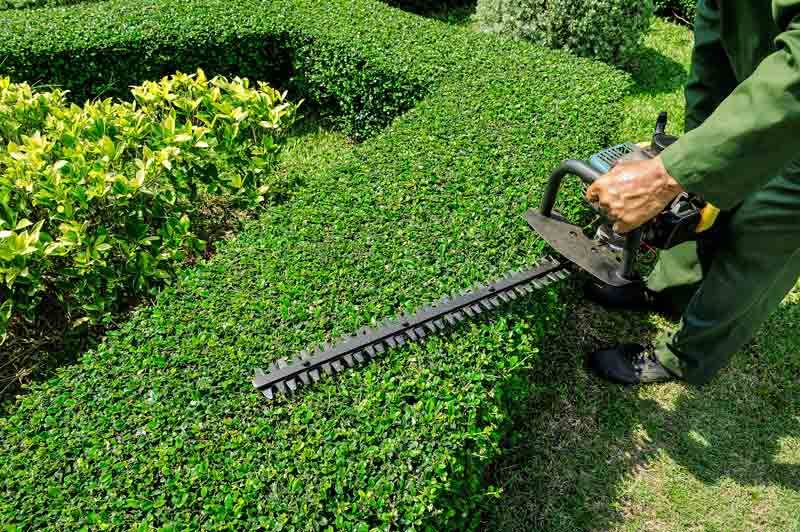 A Man Is Cutting A Hedge With A Hedge Trimmer In A Garden — Mudgeeraba Landscape Centre In Mudgeeraba, QLD