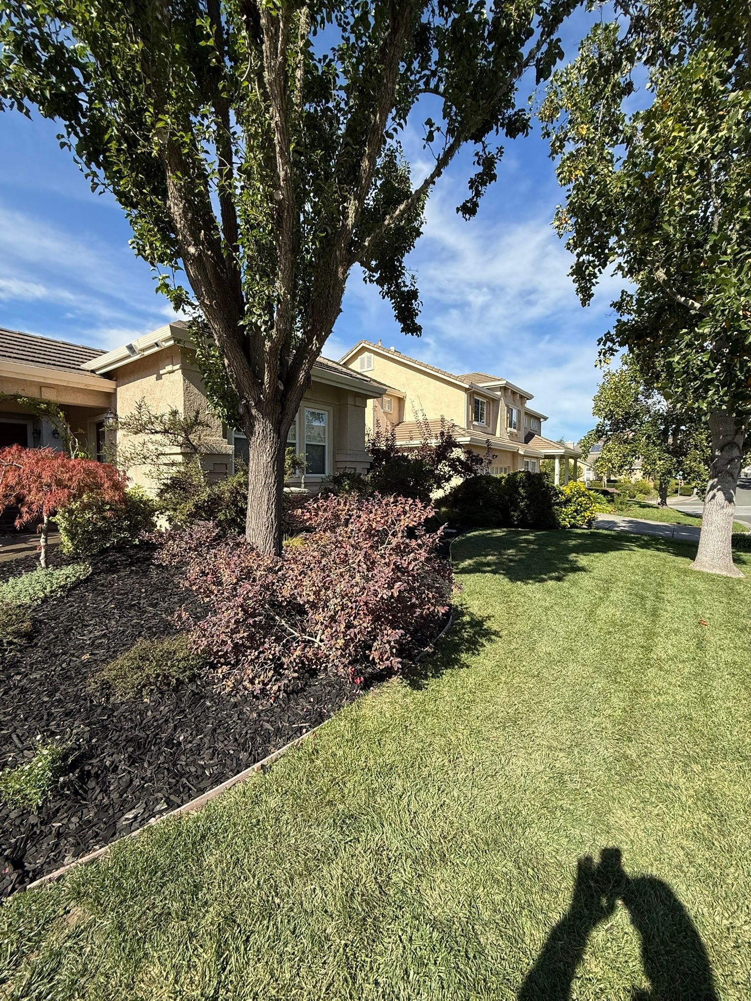 Sunny suburban townhouses with landscaped shrubs, a large tree, and a green lawn under a blue sky
