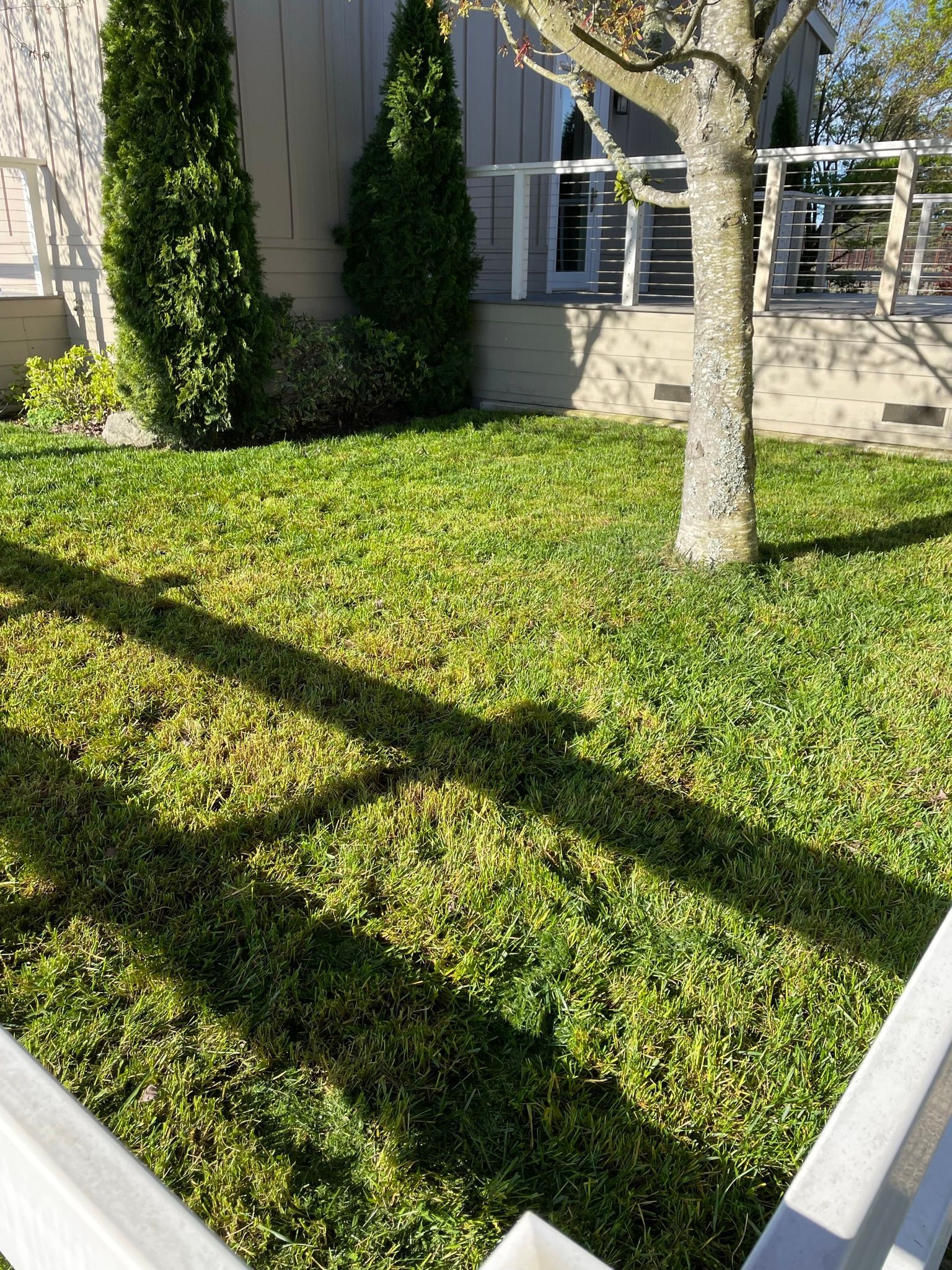 Sunny front yard with green grass, a tree, and a house facade casting long shadows