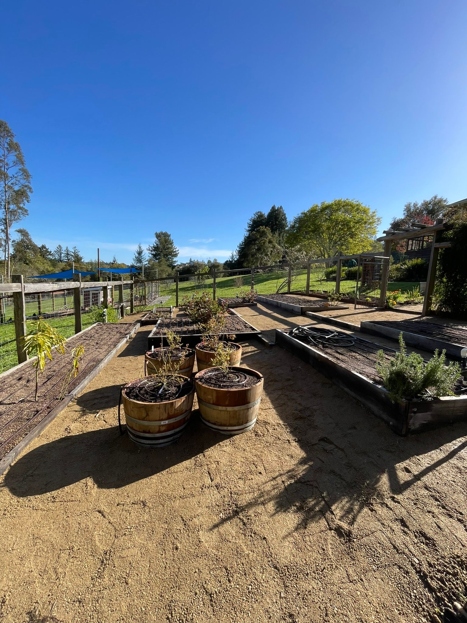 Community garden with raised beds and planters under a clear blue sky