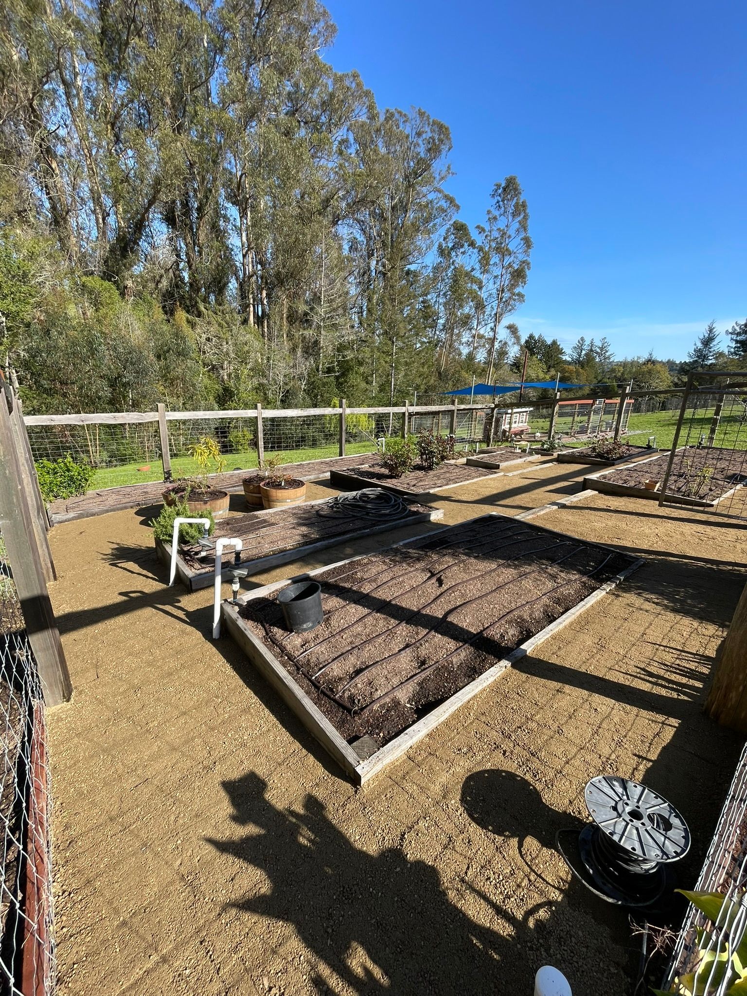 Raised garden beds in a sunny yard, with dark soil, white fencing, and tall trees in the background
