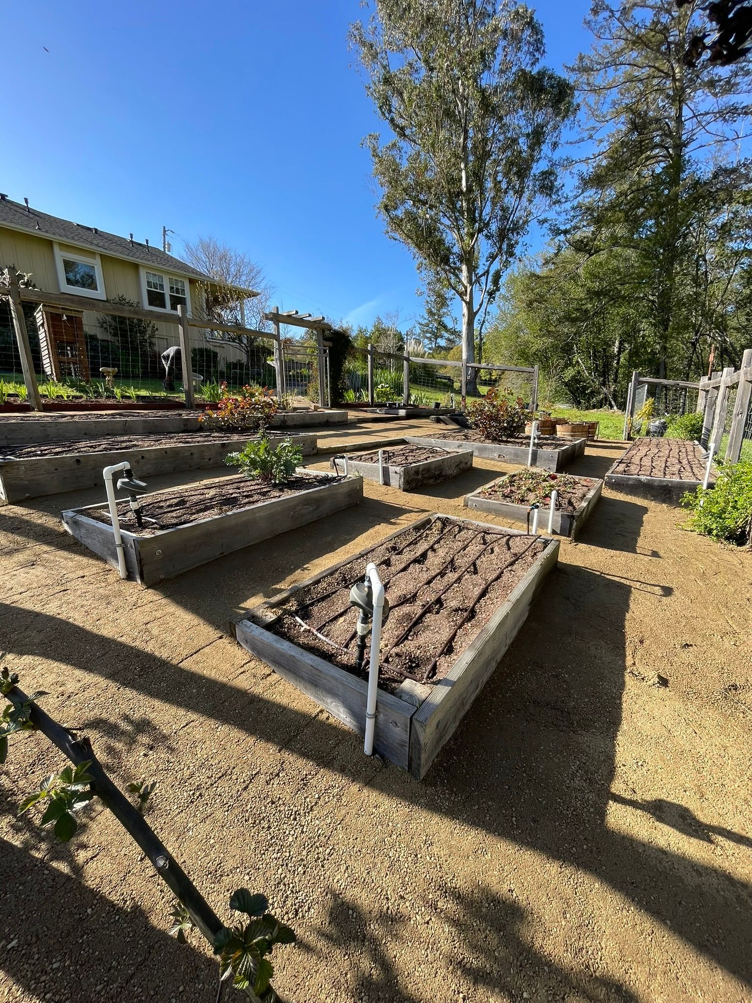 Raised garden beds in a sunny yard beside a house, with trees and dry grass surrounding them.