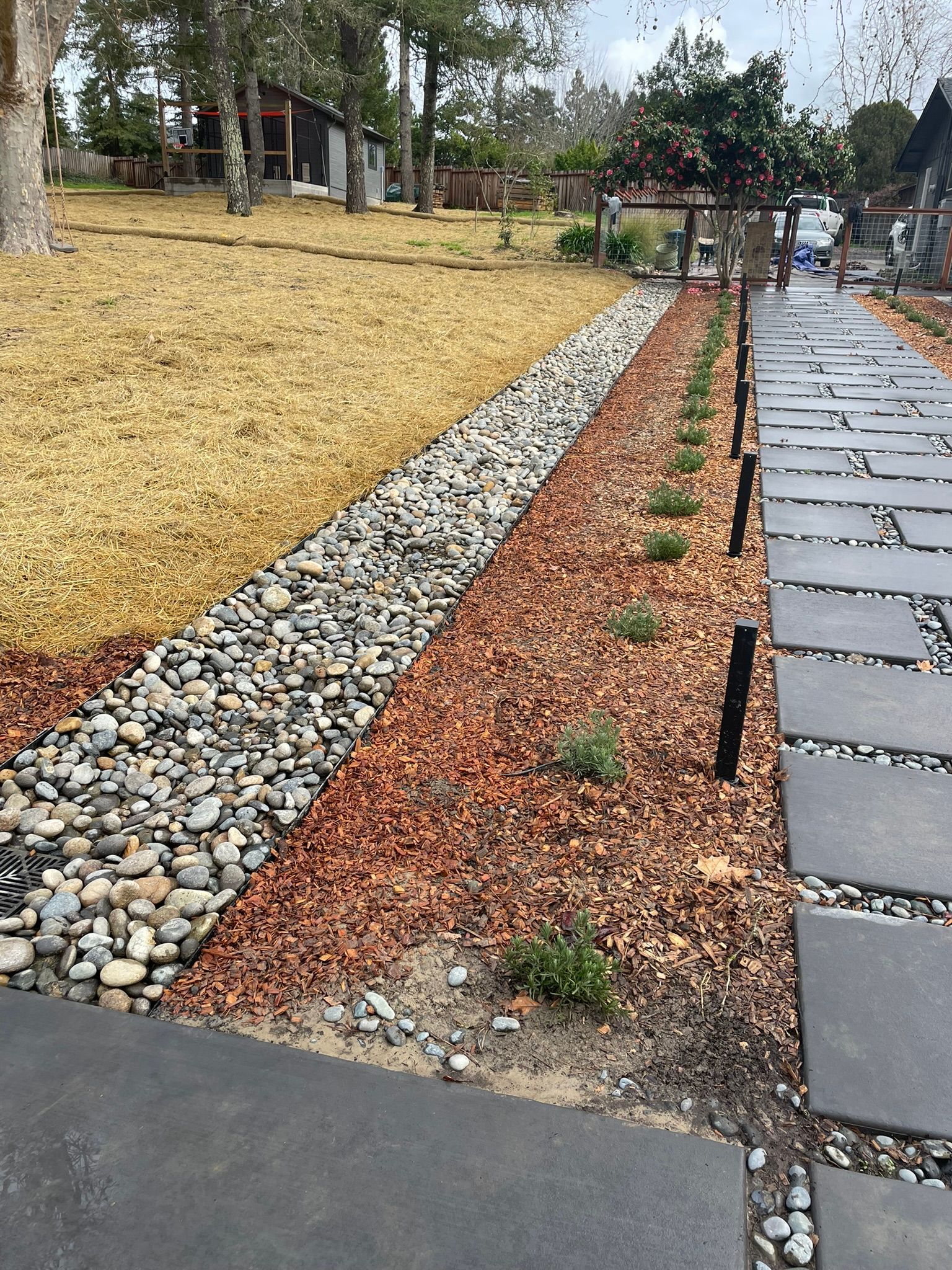 Landscaped walkway with gray pavers, river rocks, mulch beds, and young plants beside a lawn