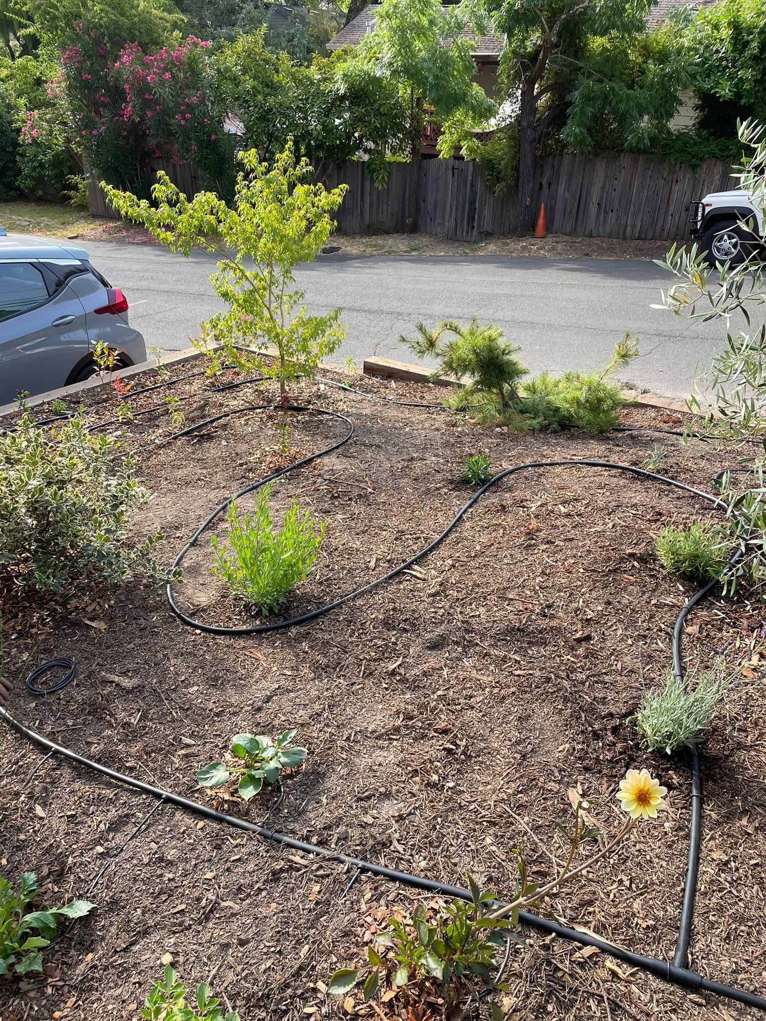Mulched garden bed with small plants and black drip irrigation beside a parking lot and parked cars