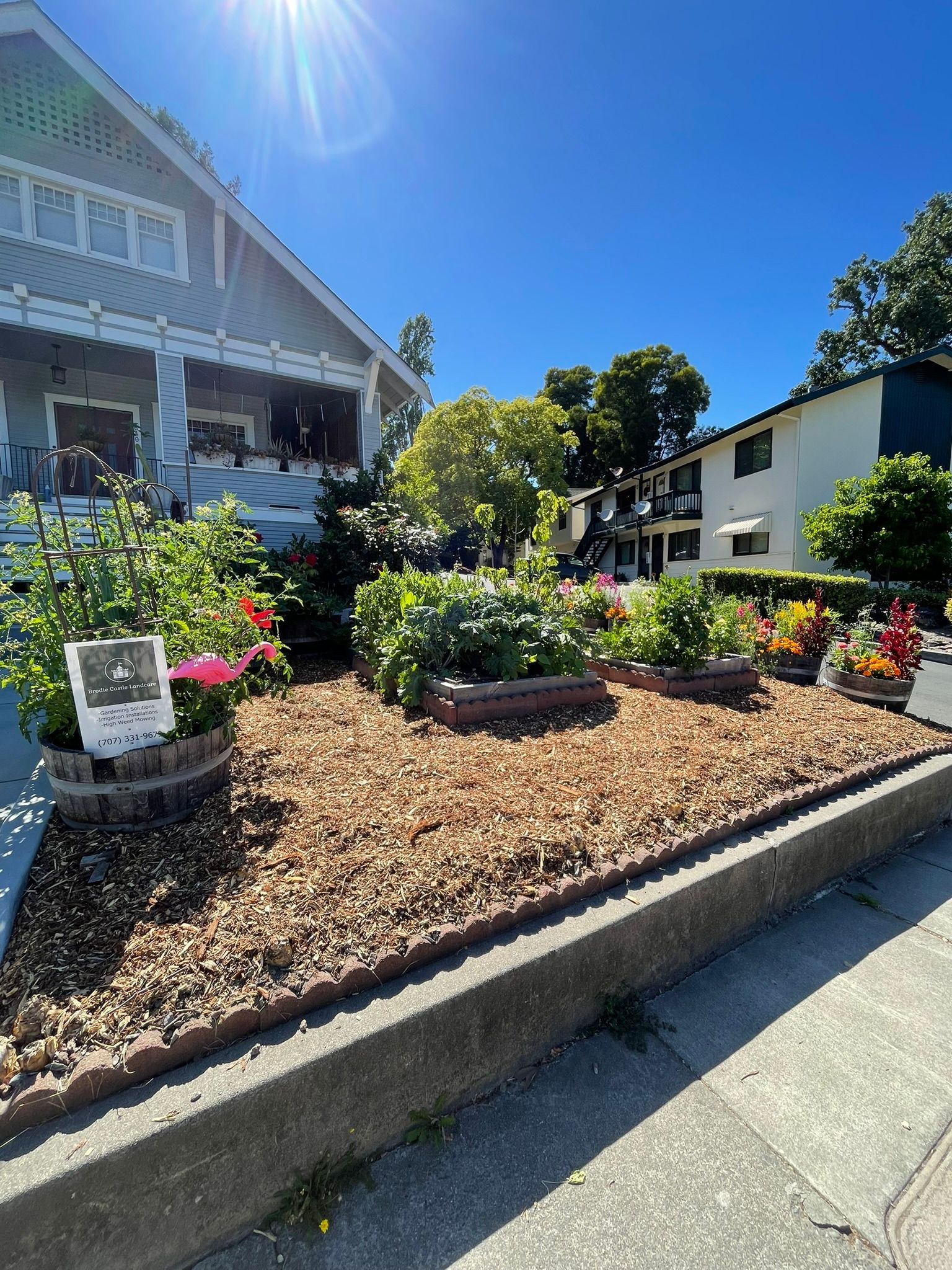 Sunny residential garden bed with flowers and shrubs beside a sidewalk, framed by houses and blue sky