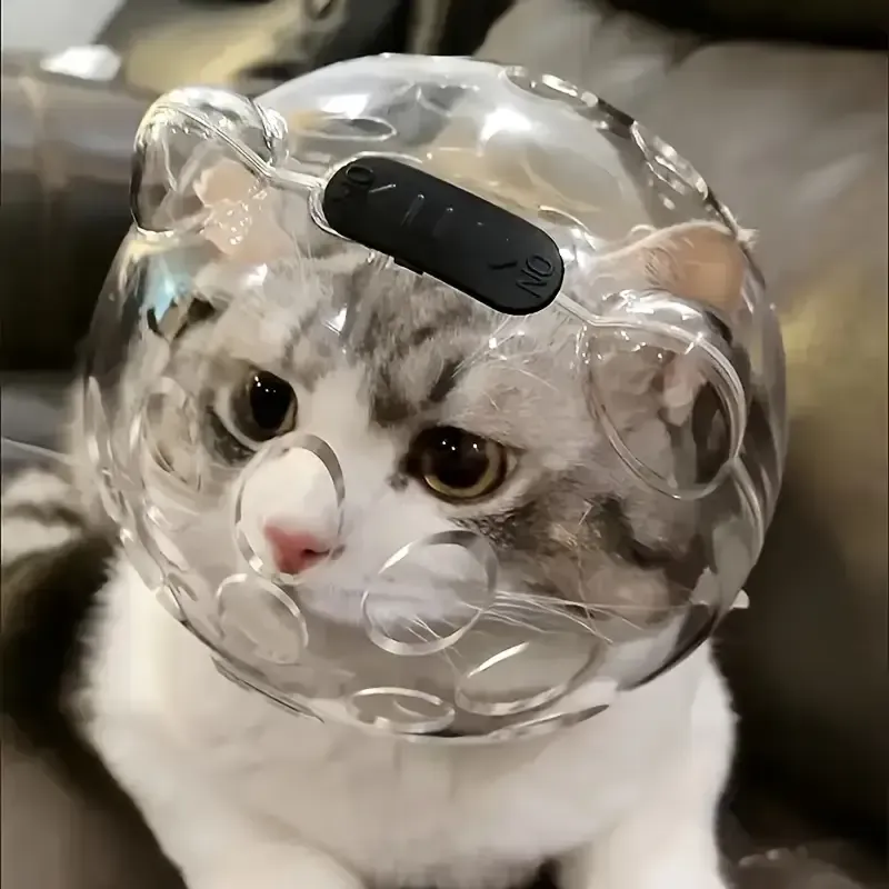 Gato con una cubierta transparente y esférica para la cabeza, que mira hacia abajo con una expresión ligeramente molesta.