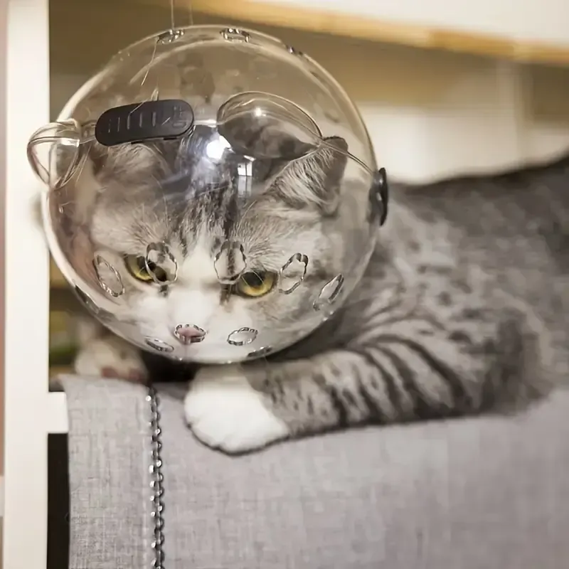 Gato con una cubierta transparente y esférica para la cabeza, que mira hacia abajo con una expresión ligeramente molesta.