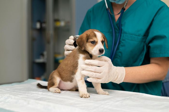 Un veterinario con uniforme examina a un pequeño cachorro marrón y blanco en una mesa de examen con un estetoscopio.