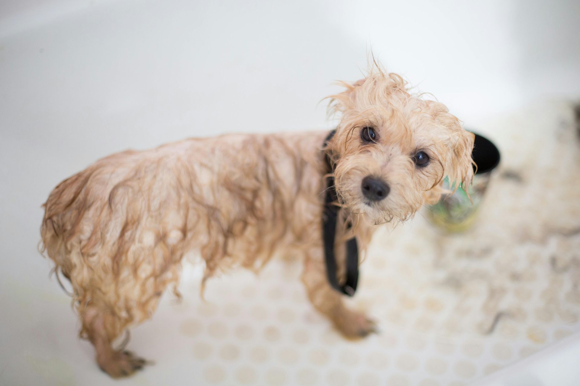 Perro mojado y bronceado en una bañera mirando a la cámara con una expresión ligeramente preocupada.