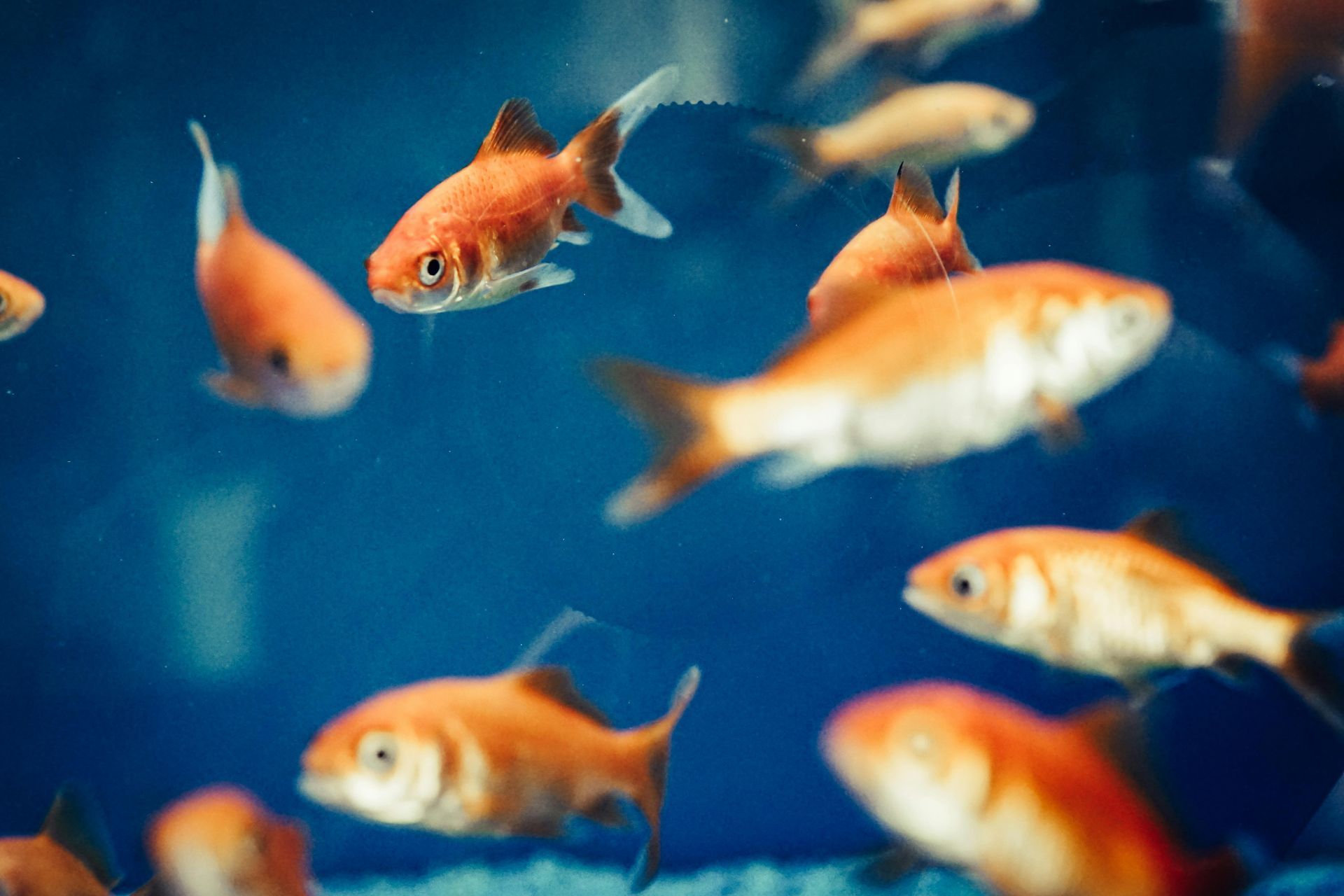 Peces dorados nadando en un acuario con luz azul. Peces anaranjados y blancos, algunos borrosos.