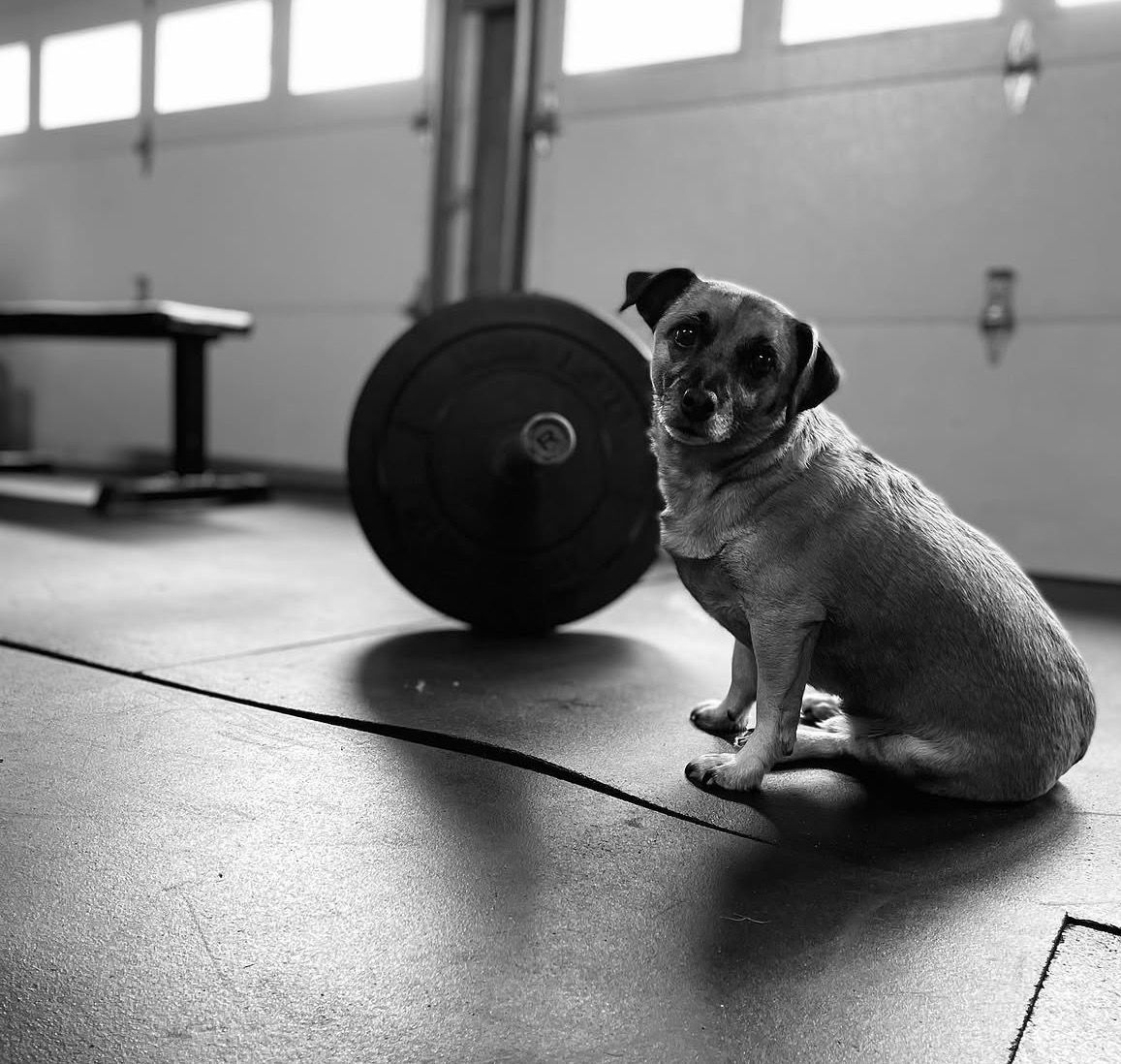 A small dog sitting on a gym floor beside a barbell, in a black-and-white setting.